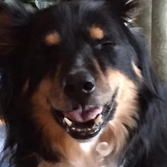 Meet your Posher, Posh - Picture 1 of 1